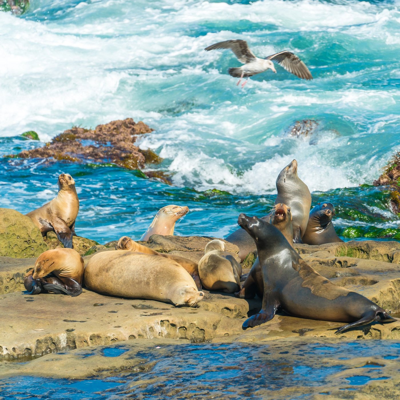sea-lions-doing-their
