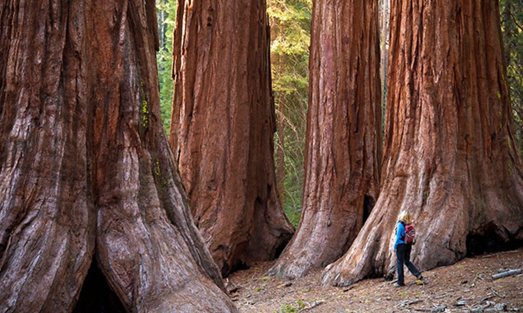 Mariposa-Grove-of-Giant-Sequoias Mariposa-Grove-of-Giant-Sequoias